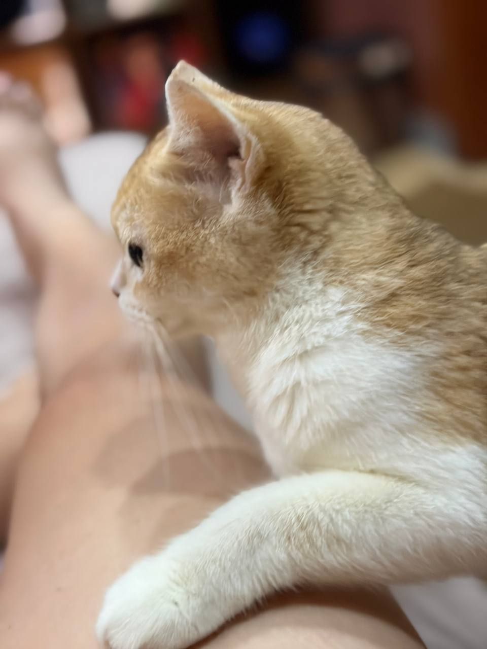 808053-f483d44e0f4a.png